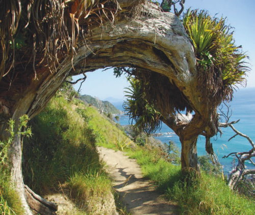 Mangawhai Cliff Walk